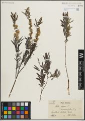 Foto von Salix repens subsp. rosmarinifolia (L.) Andersson